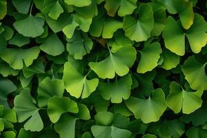 AI generated Maidenhair or ginkgo biloba leaves. Healing plant in traditional Chinese medicine photo