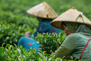 AI generated female workers collect harvests tea leaves by Hand at tea plantation photo