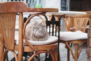 gris color gato sentado en un silla a Estanbul café calle foto