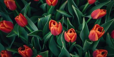AI generated close up tulips flowers background photo
