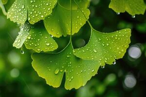 AI generated Maidenhair or ginkgo biloba leaves. Healing plant in traditional Chinese medicine photo