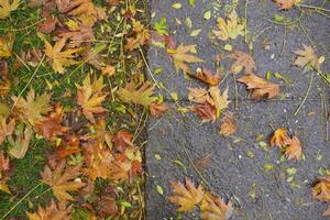 Fallen leaves in green grass close up photo