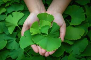 AI generated Maidenhair or ginkgo biloba leaves. Healing plant in traditional Chinese medicine photo