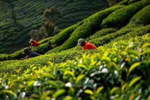 AI generated female workers collect harvests tea leaves by Hand at tea plantation photo