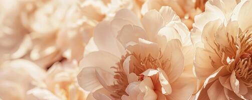 AI generated close up peony flowers background photo