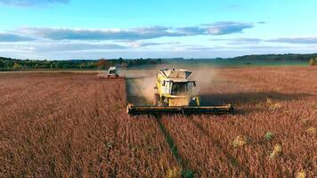 aéreo ver cosecha soja con un combinar segador en un grande agrícola campo. un segador cosechas soja a puesta de sol. video