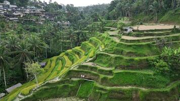 rijst- veld- rijst- terras Bali natuur antenne beeldmateriaal 4k video