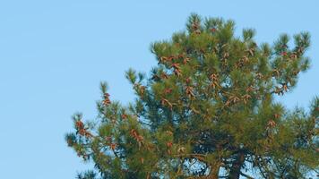 bellissimo naturale sfondo. verde aghi su il rami di pino nel un' conifero foresta. statico. video