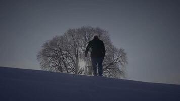 Male Person Walking in Deep Snow Looking at Single Tree video