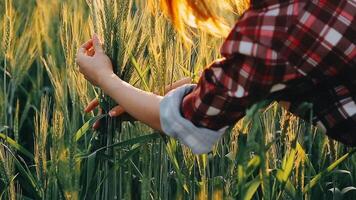 researcher are test the quality of rice in the farm video