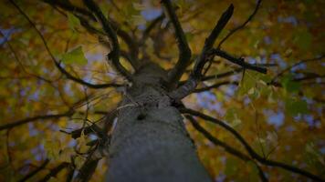 vistoso otoño árbol naturaleza paisaje paisaje antecedentes video