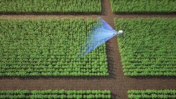 lantbruk Drönare använder sig av lidar läser in till spray gödselmedel på de tomat fält, innovation av smart jordbruk begrepp video