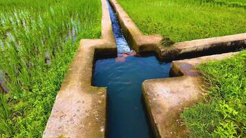 arrozal campo - agua fluido - lento movimiento video