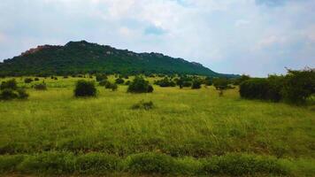 herbes près le Montagne video