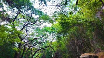 enorme alberi nel il foresta video