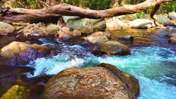 Kristall klar Wasser im das Wald video