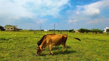 Kühe Weiden lassen - - umkreisen Schuss video
