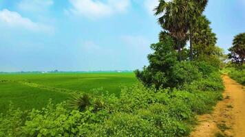palm bomen in de buurt de rijstveld veld- video