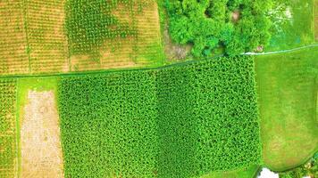 banaan plantage - vogel oog visie - in een baan om de aarde schot door een dar video