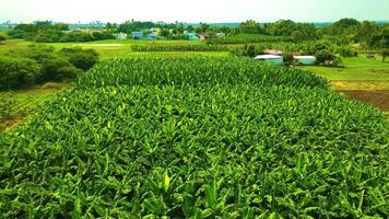 Banana Plantation - Aerial View - Forwards video