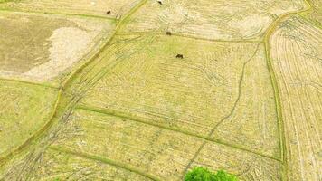 Cows - Aerial View of Paddy Field video