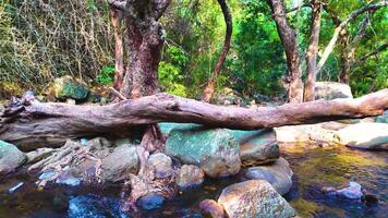 enorme albero caduto nel il acqua video