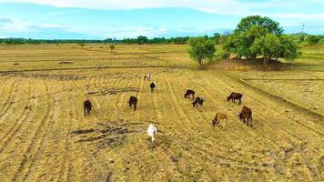 vacas - pasto en el arrozal campo - hacia adelante video