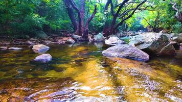 Forest Area During a Sunny Day video