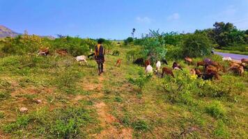 Goatherd - Taking Care of his Goats in India video