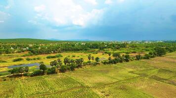 Grass Meadow with Palm Trees -  Aerial View video