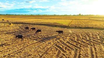 Büffel im das Paddy Feld während regnet während Sonnenuntergang video