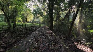 movimento sfondo natura a piedi nel il mezzo di il foresta video