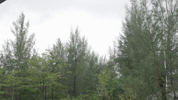 Visão do a tropical de praia pinho árvore folhas dentro floresta perto verão de praia área enquanto tempestade chovendo sobre a árvore. selva tropical fundo video