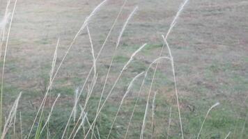 Landschaft Aussicht von Gras Blume im Feld ziehen um durch Wind blasend, wild Schilf Gras Blume im Wiese schwanken von Wind Schlag. Grün Feld schwankend mögen Welle im Wind Brise video