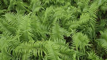 natural landscape view of fern leaves in lush rain forest field with morning mist moist and sunshine in  greenery tree rain forest.Tropical green leaf. video