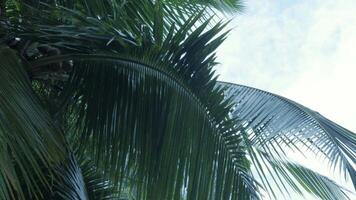 low angle view to the palm tree over the local paradise sunshine time video