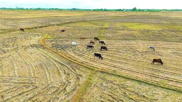 vacas pastar dentro a arroz campo - aéreo Visão video