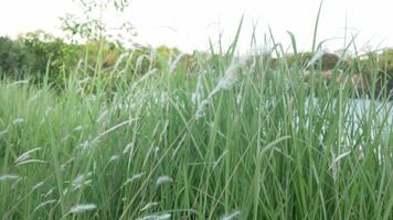 paesaggio Visualizza di erba fiore nel campo in movimento di vento soffiante, selvaggio canne erba fiore nel prato ondeggiare a partire dal vento soffio, soffiare. verde campo ondeggiante piace onda nel vento brezza video