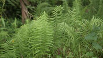 natural landscape view of fern leaves in lush rain forest field with morning mist moist and sunshine in  greenery tree rain forest.Tropical green leaf. video