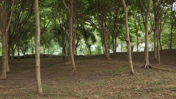 Deciduous green deep forest in summer. tropical forest with a large tree at the front and a lush coloration in a rainforest with sunshine video