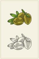 hand drawing of olives with carving technique vector