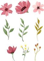 wildflower illustration, vector wildflower element