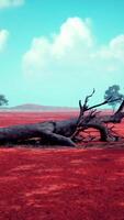 un marchito árbol en un vibrante rojo campo video