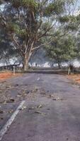 An empty road surrounded by trees in the middle of nowhere video