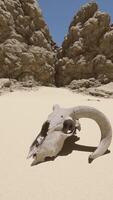 An animal skull in the middle of a desert video