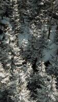 A breathtaking aerial view of a serene snow-covered forest video