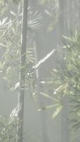 A serene bamboo tree surrounded by mist in a tranquil Chinese landscape video