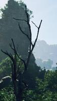 une forêt rempli avec beaucoup de des arbres et grand rochers video