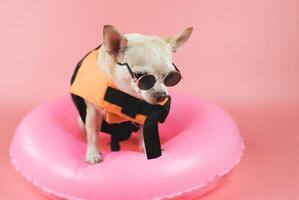 lindo perro chihuahua de pelo corto marrón con gafas de sol y chaleco salvavidas naranja o chaleco salvavidas de pie en un anillo de natación rosa, aislado en un fondo rosa. foto