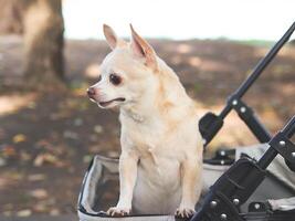 Happy brown short hair Chihuahua dog  standing in pet stroller in the park. looking curiously. photo